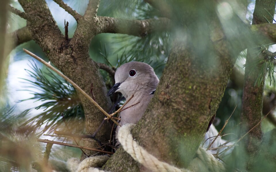 Nest building garden nest