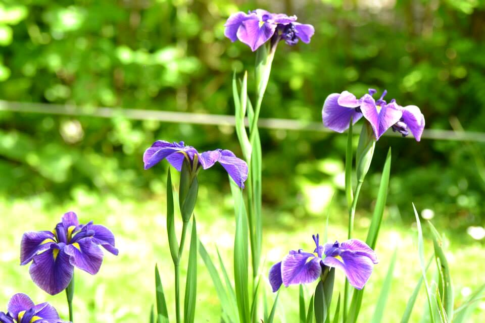 Flower garden purple