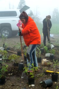 Volunteer Group Planting at Logan Pass 25
