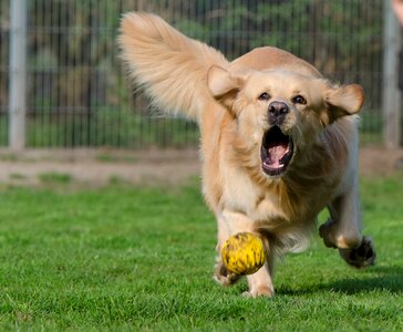 Kennels purebred dog dog runs after ball photo