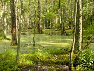 Blackwater National Wildlife Refuge - flooded woods