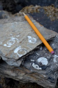 Fossil Snails