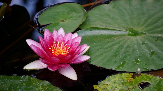 Lotus leaf pond nymphaea photo
