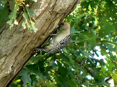 Red-Bellied Woodpecker