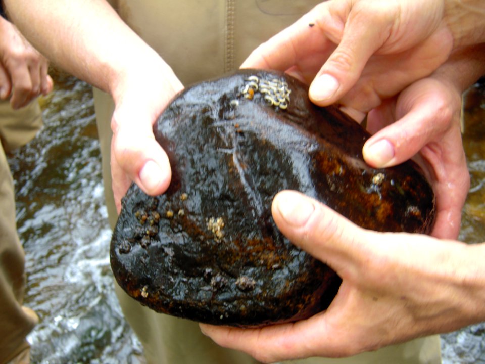 Stone with eggs found