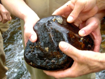 Stone with eggs found
