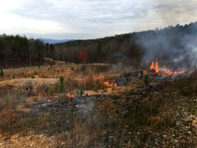 Controlled burn to restore mountain longleaf pine in northwest Georgia - 170317-FS-Chattahoochee-Oconee-SB-013