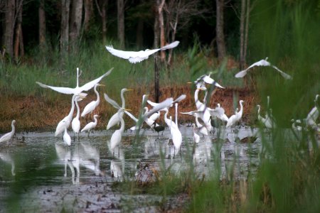 Flock of Egrets photo