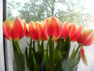 Tulpen,Tulips