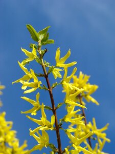 Bloom spring bush