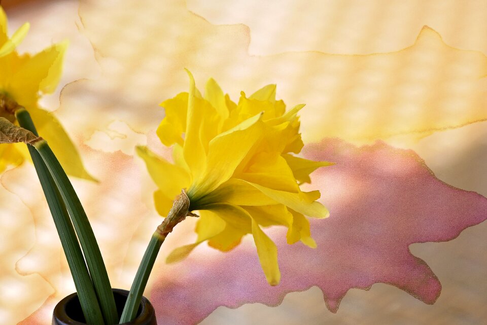 Yellow spring flower early bloomer