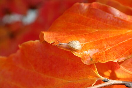 Snail orange let