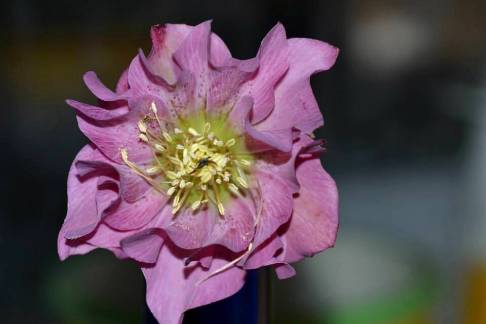Flower hellebore garden
