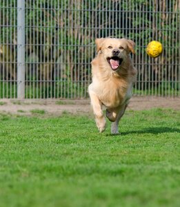 Kennels purebred dog dog runs after ball photo