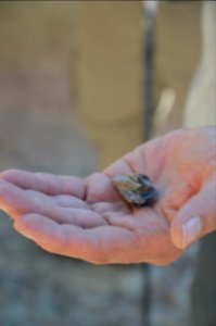 Fossil Tooth