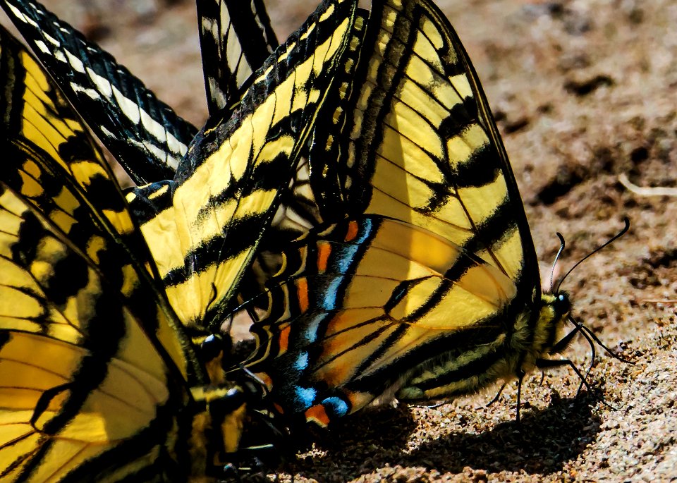 HQ- Butterflies
