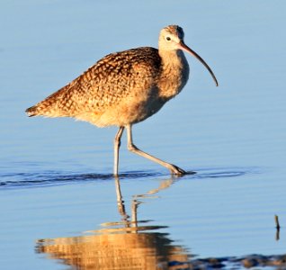 Whimbrel best in Baja January 2017