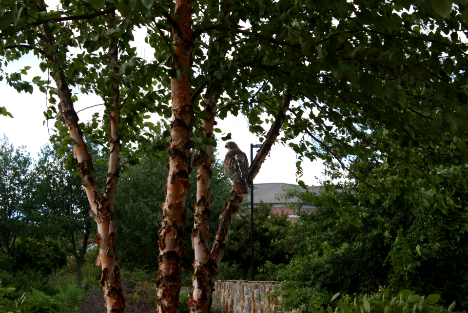 Red-tailed Hawk in tree