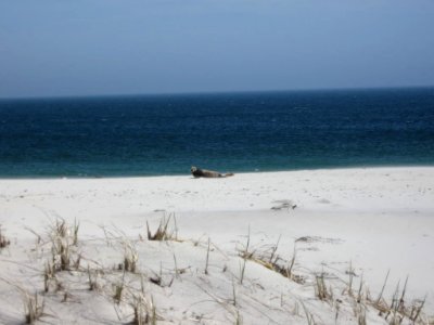 Seals at Monomoy National Wildlife Refuge photo