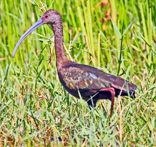 White-faced Ibis best Baja Jan