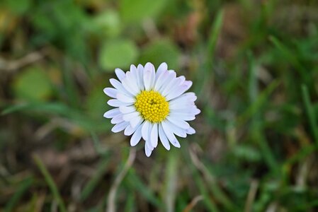 Pointed flower meadow nature