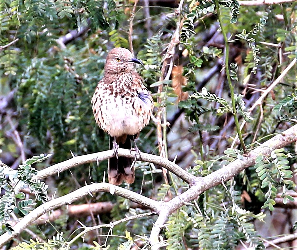 Gray Thrasher in Baja, best January