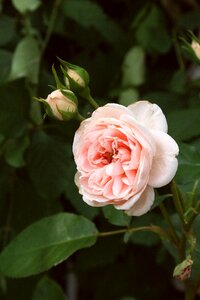 Plant rose flower photo
