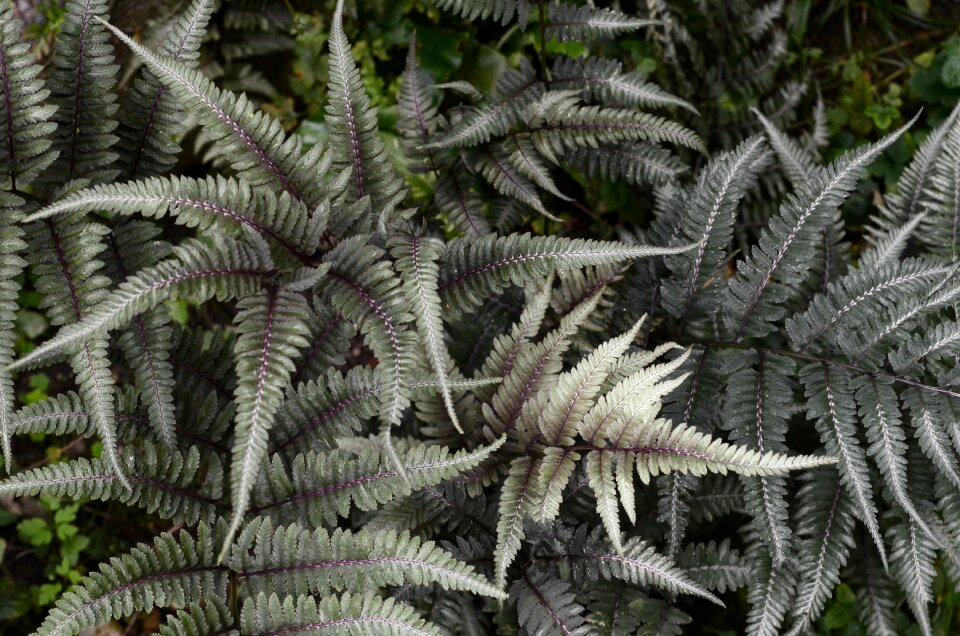 Flora garden botany