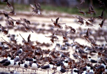 Red Knots and Laughing Gulls