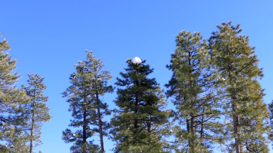 Just a Little bit of Snow in the Pines -Arizona 2016