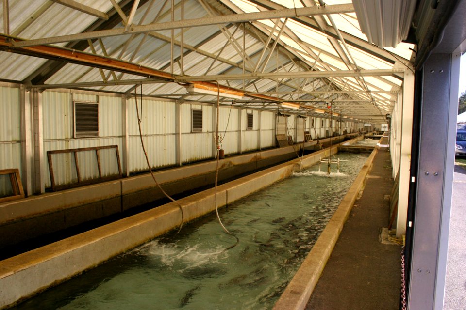 Freshwater Folk Festival