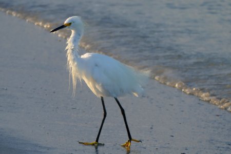 Pass-A-Grille Beach photo