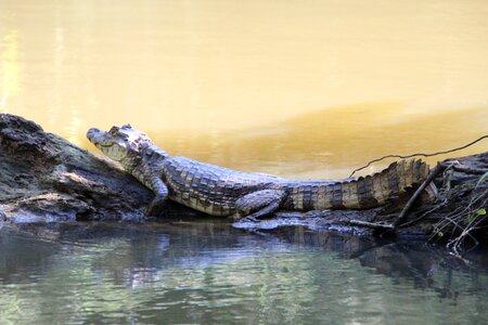 Reptile rainforest costa rica photo