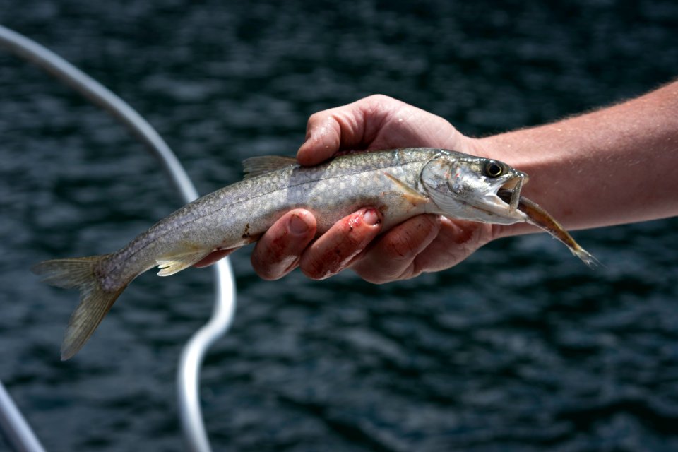 Quartz Lake Fish Project 15