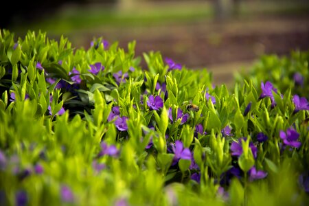 Spring green nature photo