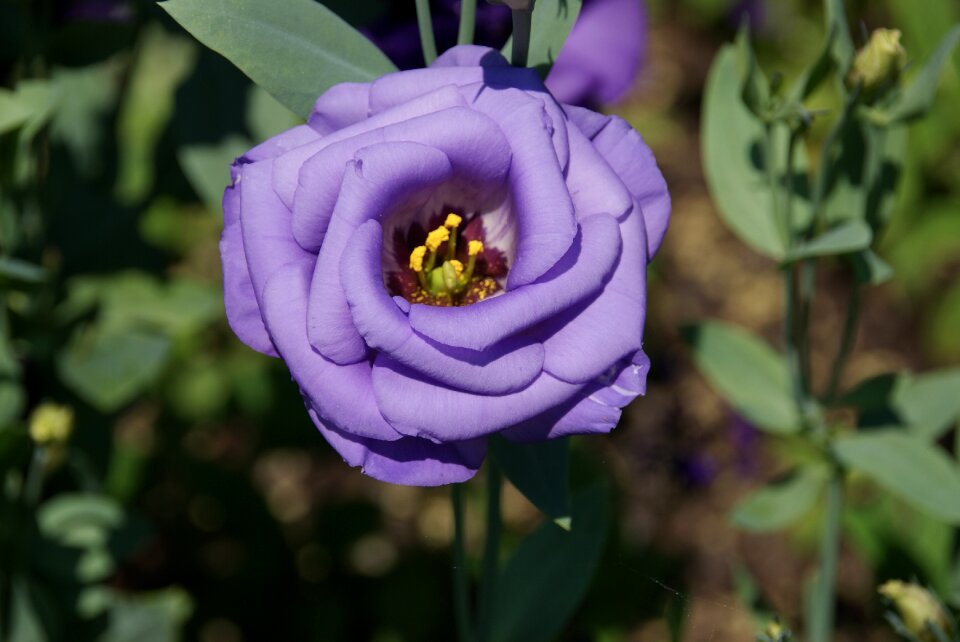 Nature plant flora photo