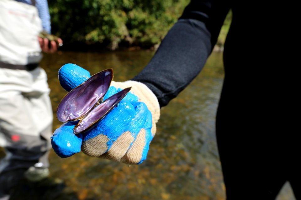 Dead spike mussel