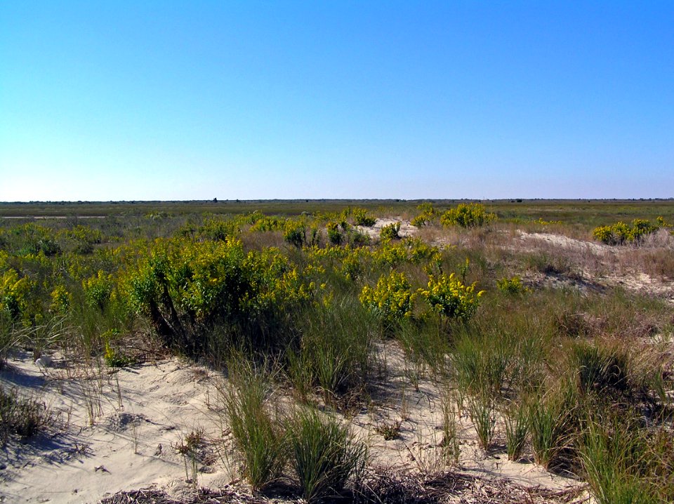 Dunes