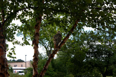 Red-tailed Hawk looking at you