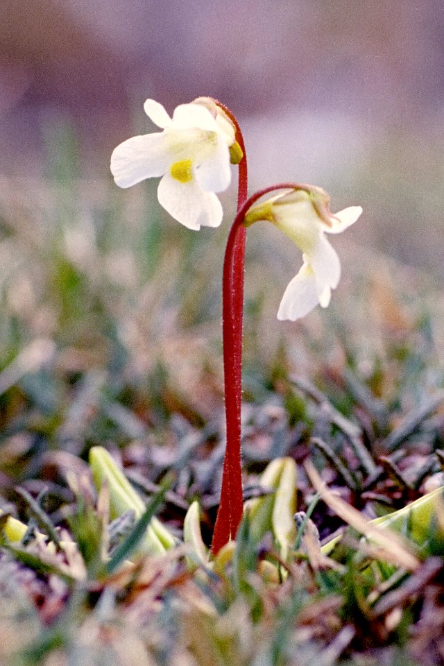 Pinguicula alpina