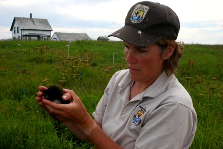 FWS Worker With Razorbill Chick photo