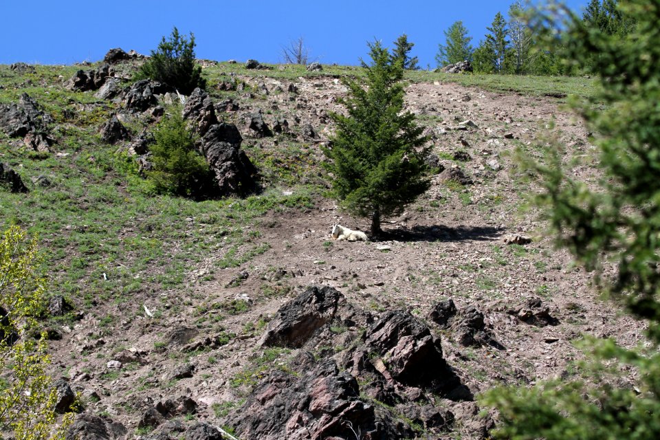 Mountain Goat near the Goat Lick