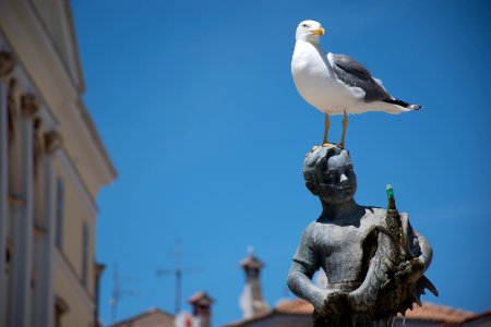 Rovinj photo