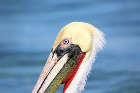 Brown Pelicans Baja Jan (73)