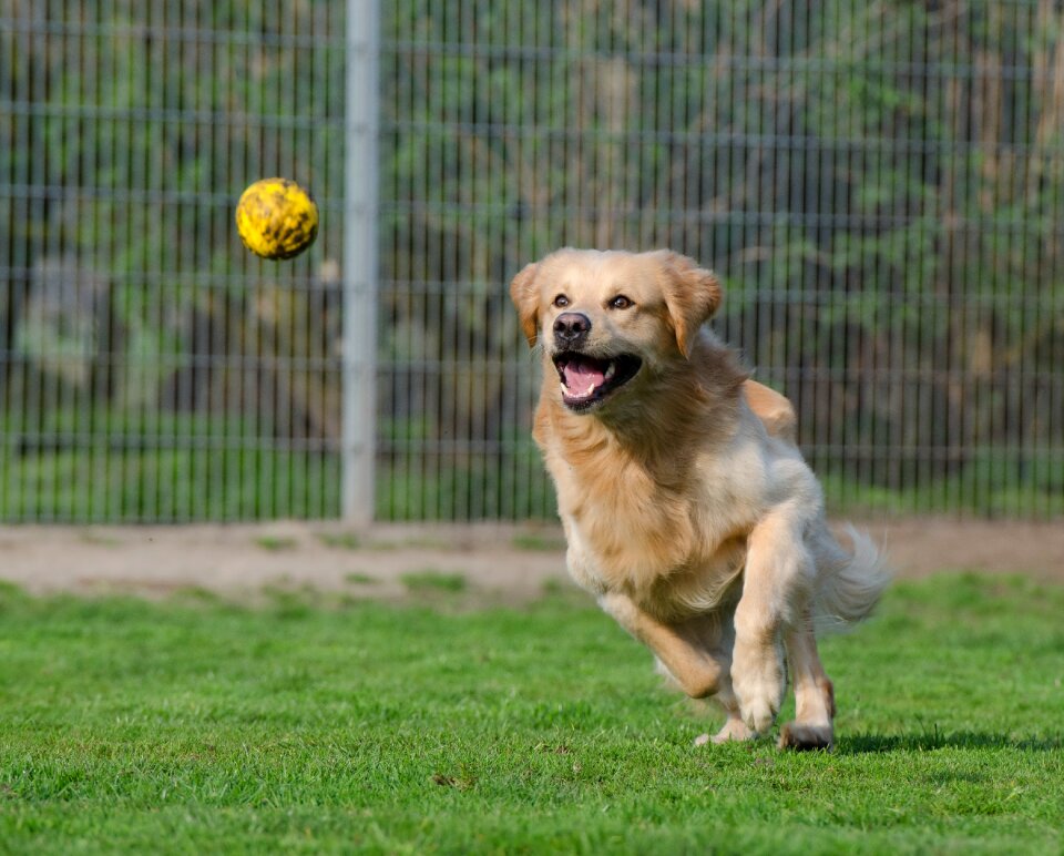 Kennels purebred dog dog runs after ball