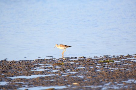 Greater Yellowlegs best Baja Janin Baja in Jan (9)