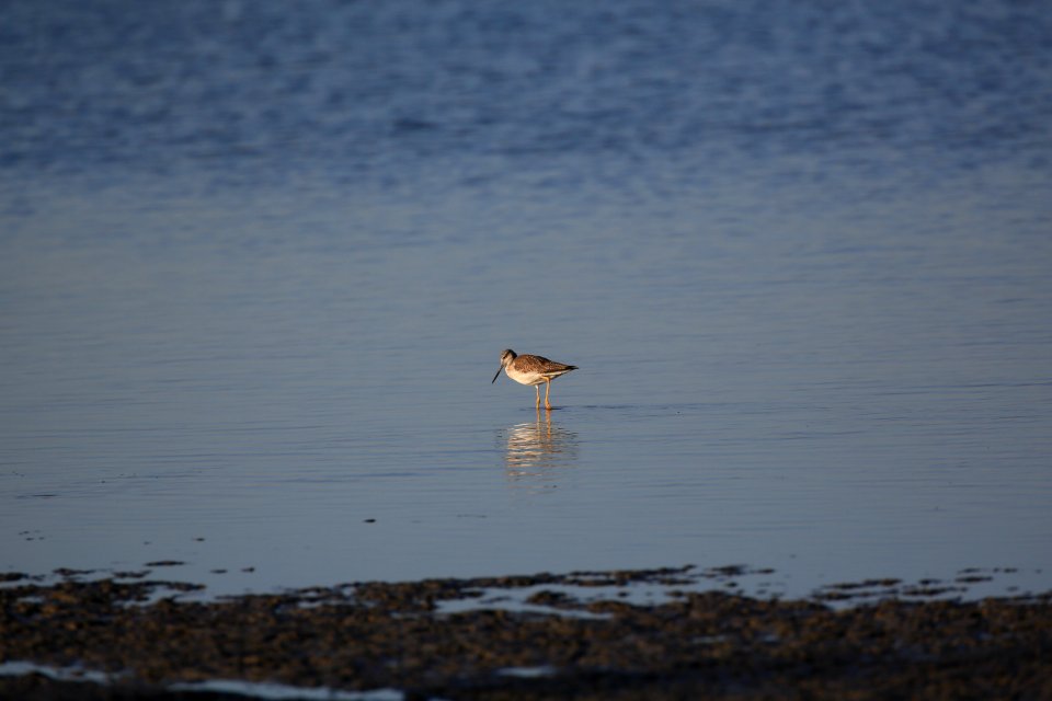 Greater Yellowlegs best Baja Janin Baja in Jan (11)