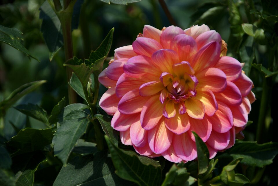 Summer nature floral