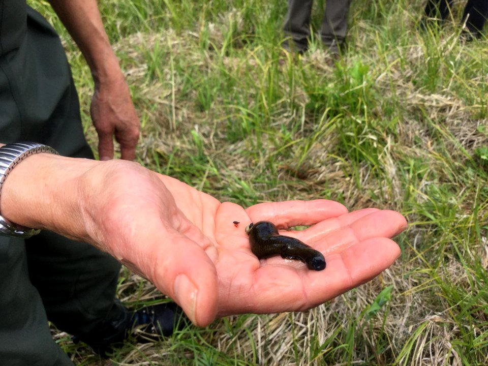 First find of the day was a large leech