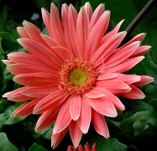 Floral red bouquet photo